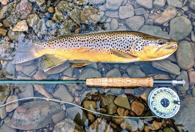Typical fish from the Jackson River