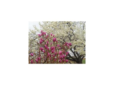 Yard/Garden. The blessing of an early Spring allow