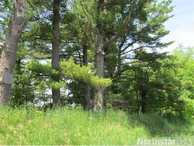 Towering White Pines