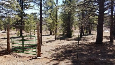 National Forest Gate