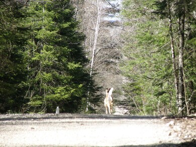 View of two whitetale deer from north ed