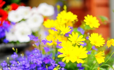 Something in Bloom all Summer Long!