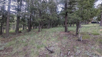 924 Will Scarlet Dr, Divide, CO 80814 - photo 3