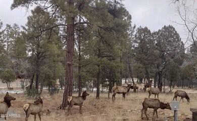 Herd of Gorgeous Elk