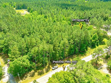 Drone / aerial view of a forest