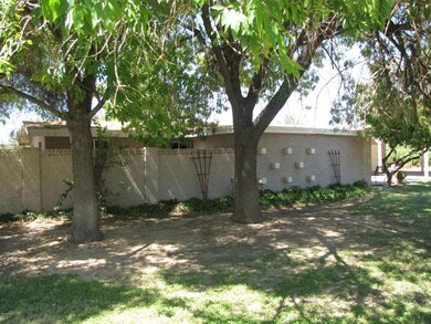 Tall Shade Trees