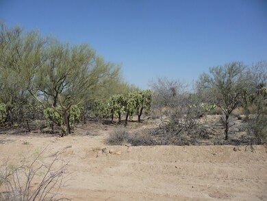 Lush AZ Desert...