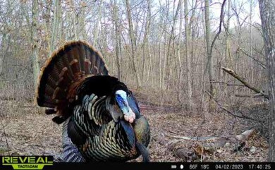 4.2.23 turkey pic.jpg