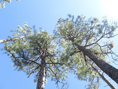 6210 Wildcat Trail, Show Low, AZ 85901 - photo 5