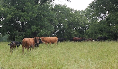 16290 Maries Road 303, Vienna, MO 65582 - photo 2