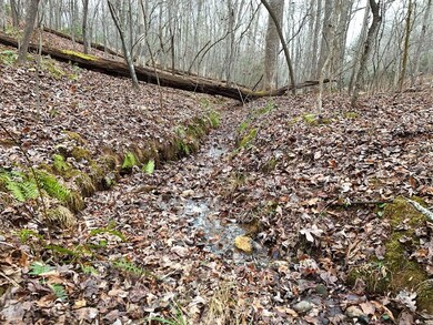 Branch at front of property