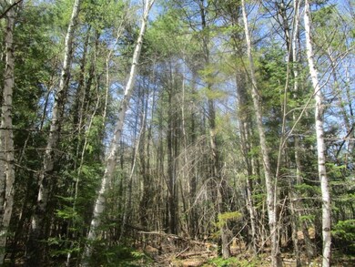 Wooded Lot