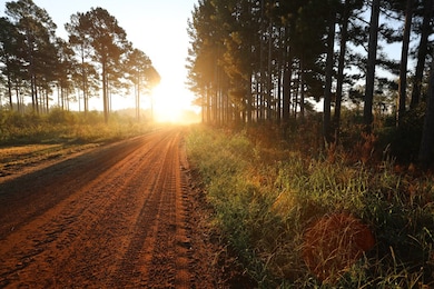 3665 Turman Rd, Edison, GA 39846 - photo 2