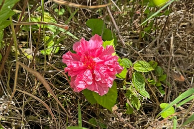 Gorgeous double pink hibiscus growing on the neighbors lot.