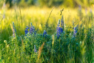 NHN Jb Dr unit Lot 3, Polson, MT 59860 - photo 5