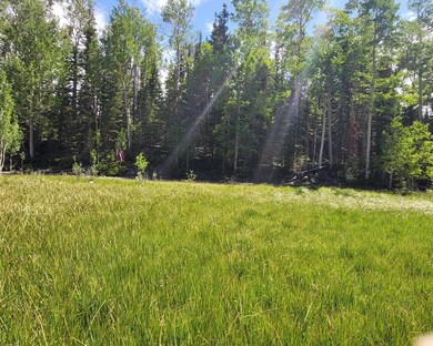 Meadow west of road
