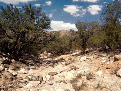 Mesquite bosque