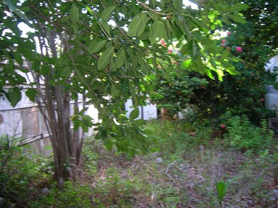 View of lot