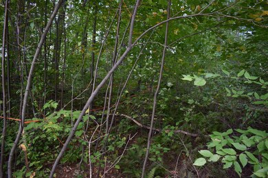 5 Rabbit Path, Hillsborough, NH 03244 - photo 4