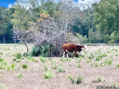 45538 Doc Ln, Saint Amant, LA 70774 - photo 6
