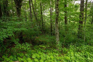 Lot 28 Manor House Dr, Laurel Fork, VA 24352 - photo 4