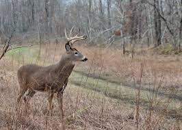 deer