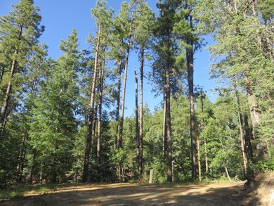 Tall Pines & Blue Skies