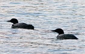 Lot 2 Kansas Rd, Bridgton, ME 04009 - photo 4