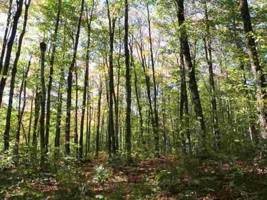 Well-managed forest for timber or sugarbush