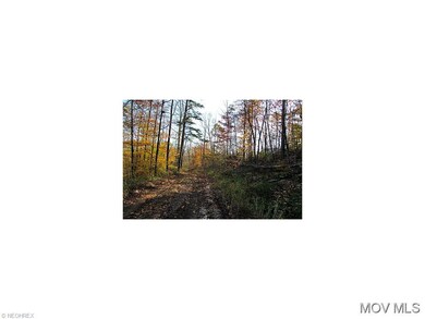 More Woods