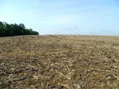 Cornfield-agri land