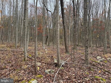 TRACT 1: 65+/- ACRES Coles Valley Rd, Robertsdale, PA 16674 - photo 5