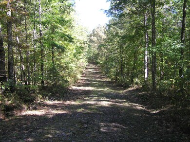 woods 001