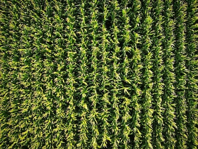 N 525th Rd, Colchester, IL 62326 - photo 4