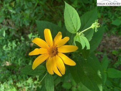 Lot 2 Caseys Gap Rd, Banner Elk, NC 28604 - photo 5