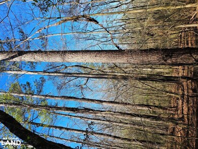 000 Bud Holmes Rd, Pinson, AL 35126 - photo 7