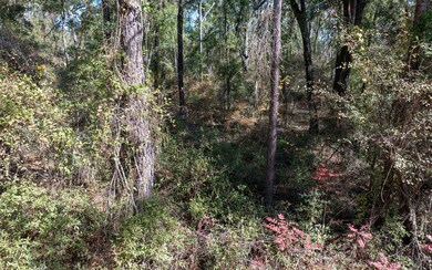 TBD Cr 349, Obrien, FL 32071 - photo 6