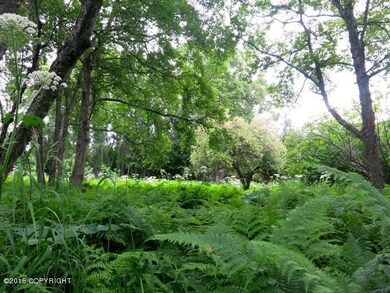 Beautiful trees and ferns