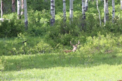 1742 Red Mountain Ranch Rd, Crested Butte, CO 81224 - photo 3