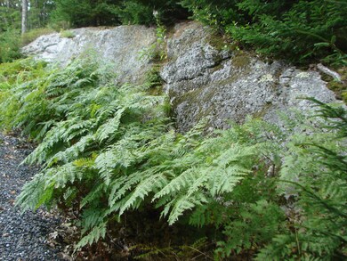 239 Foster Rd, Round Pond, ME 04564 - photo 6