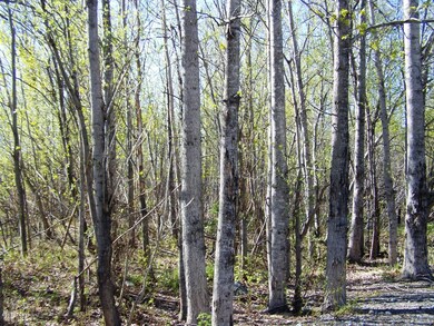 Rear yard is all wooded