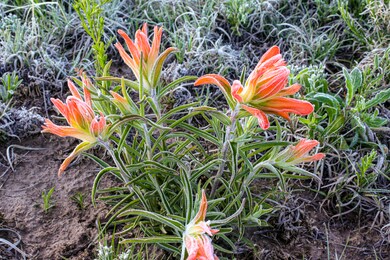 La Veta Pines - Ostrow Lot (6 of 21)