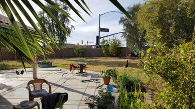 backyardkose