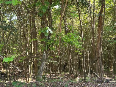 0 University Ave unit 25726, Troy, GA 30681 - photo 5