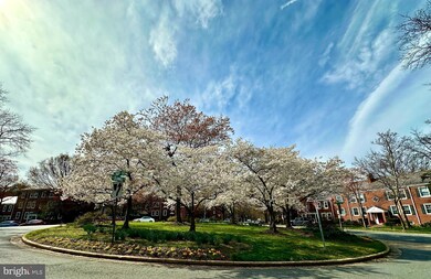 3033 S Columbus St unit B1, Arlington, VA 22206 - photo 4