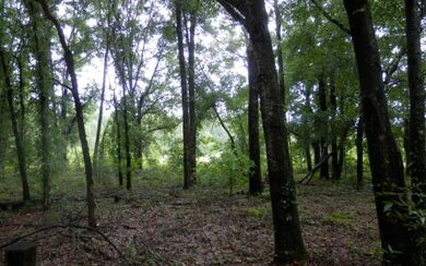 27694 41st Rd, Branford, FL 32008 - photo 3