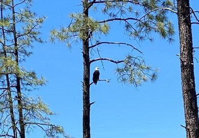 Eagle on Lot 870