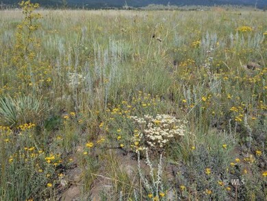 wildflowers abound