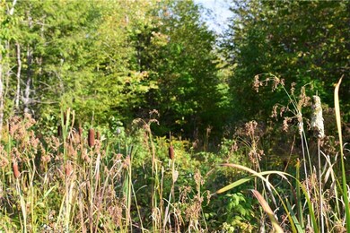 Logging trails throughout the acreage