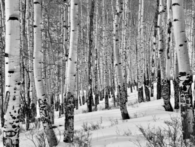 Aspens